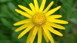Arnica Montana - Sweet Scented South