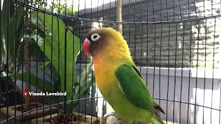 Download lagu DONGKRAK EMOSI LOVEBIRD,.!! Pancingan Top dan Jitu Buat Labet Apa Saja Cepat Ngekek mp3 Download lagu DONGKRAK EMOSI LOVEBIRD,.!! Pancingan Top dan Jitu Buat Labet Apa Saja Cepat Ngekek mp3