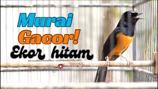 Download lagu Murai Batu Ekor Hitam / isian bikin emosi !! Langsung nyaut mp3