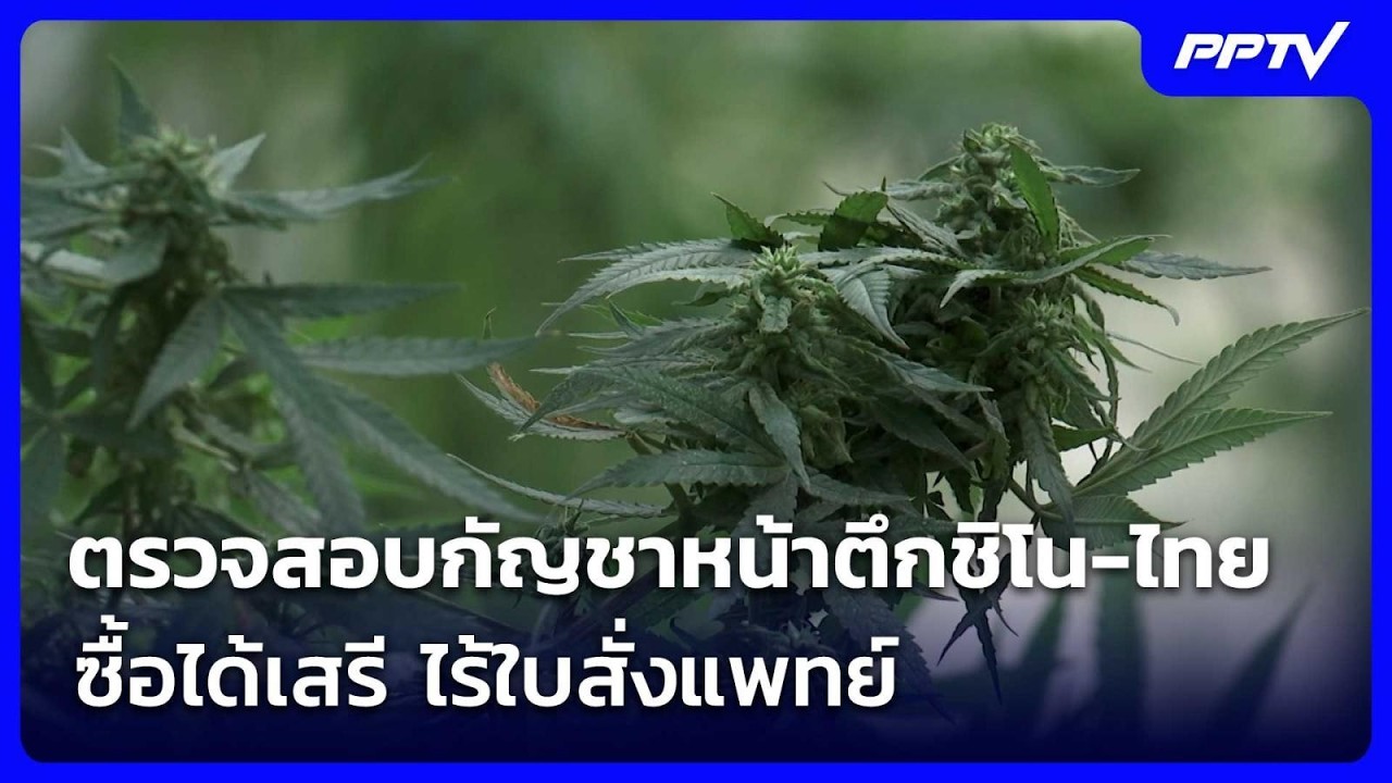 ปชป. อ้างตรวจสอบกัญชาหน้าตึกชิโน-ไทย ซื้อได้เสรี ไ