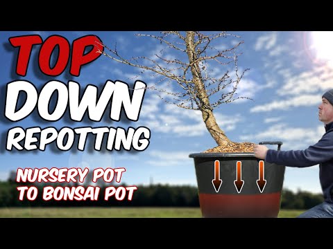 Top down repotting nursery trees for Bonsai (Larch)