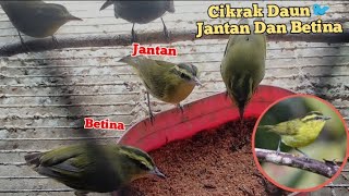 Download lagu perbedaan cikrak daun jantan dan betina di ombyokan mp3