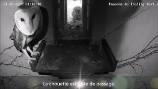 Night visit of a barn owl