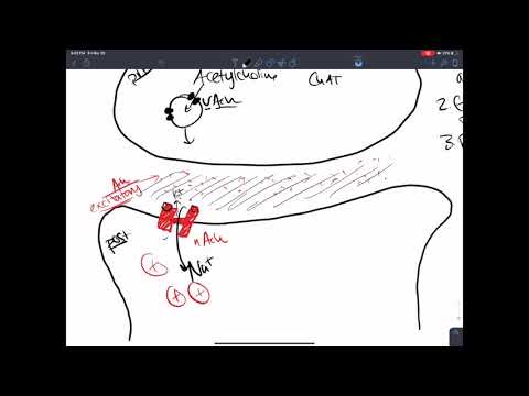 The Life Cycle of Acetylcholine