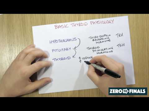 Understanding the Cells of the Immune System