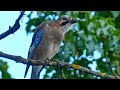 Jay (Garrulus glandarius)