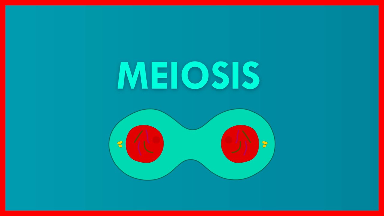 EXPLICACIÓN FACÍL y RÁPIDA DE LA MEIOSIS