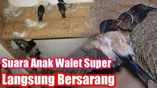 Download lagu Suara Anak Walet Super || Suara Inap Anak Walet Terbaik dari Alam mp3
