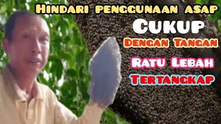 Download lagu Cara Mudah Mencari Ratu Lebah madu Untuk Budidaya, Queen Bee, honey  @Prabulebah mp3