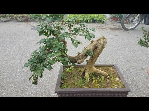 SH.3629.Cây Hoa Giấy này 1,8 triệu được không các bác.