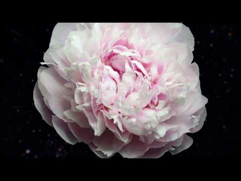 It is not music(Unofficial Video) - Amogh Symphony feat Niranjan x Niranjan