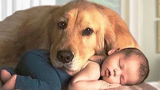 Golden Retriever Dog and Baby Compilation