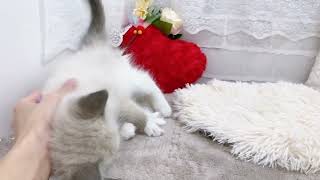 ラグドールの動画01