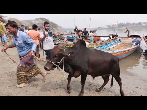 cow unloading cow unloading, cow videos, cow video, big cow, goru hamba cow, Ept - 157 |Thats Aminul