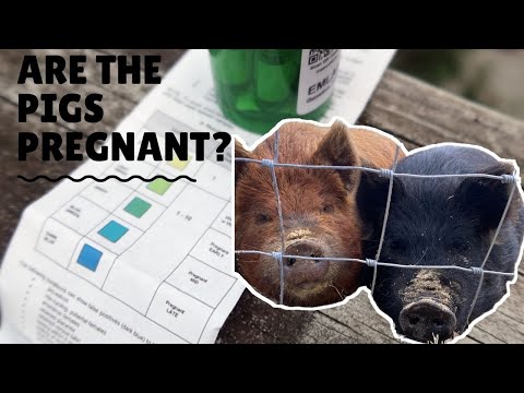 , title : 'Are the pigs pregnant? | At Home Pig Pregnancy Test'