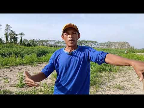 A vida ribeirinha com as primeiras após a estiagem em Juruti, PA