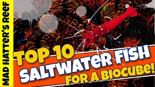Top 10 Saltwater Fish for a 32 Gallon Biocube