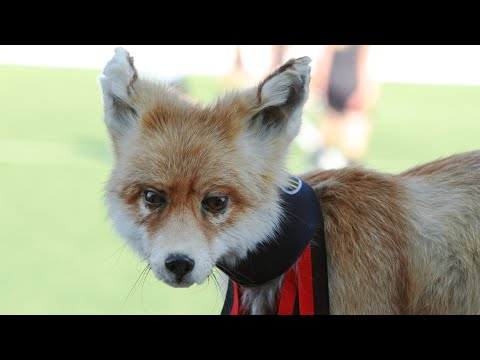 De strijd om ”De Vos”