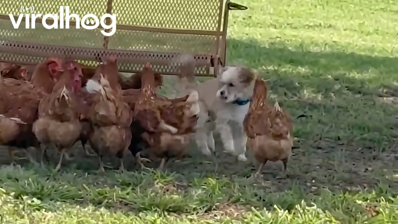Dog Loves to Play With Chicken Friends || ViralHog