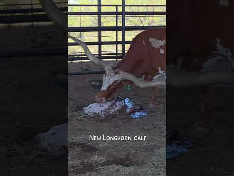 Legendary WF PAINTED LILY bringing a new heifer into the world #texaslonghorns #whitlocklonghorns