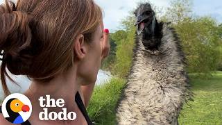 Emu Obsessed With Dad Declares War On Mom | The Dodo