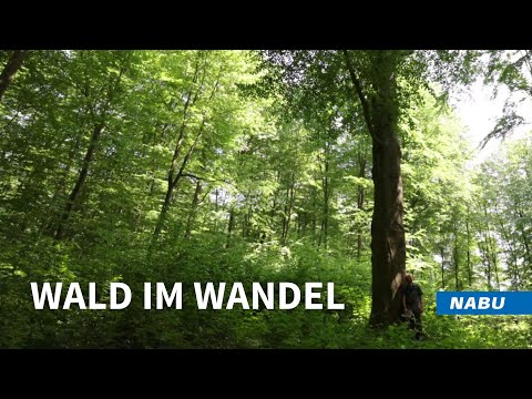 Ein Ansatz für den Wald im Wandel