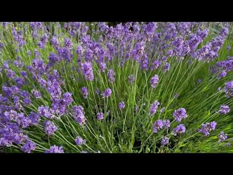 image : Un magnifique jardin en résidence sénior à Tours