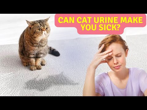 Can Cat Urine Make You Sick?