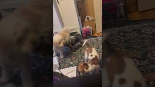 Video preview image #1 Taco Terrier Puppy For Sale in San Francisco, CA, USA
