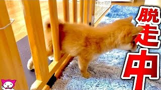 柴犬子犬 可愛いよちよち歩きにキュン Shiba Inu Puppy أشهر موقع لمشاركة مقاطع الفيديو الموسيقية على الإنترنت 柴犬子犬 可愛いよちよち歩きにキュン Shiba Inu Puppy أشهر موقع لمشاركة مقاطع الفيديو الموسيقية على الإنترنت