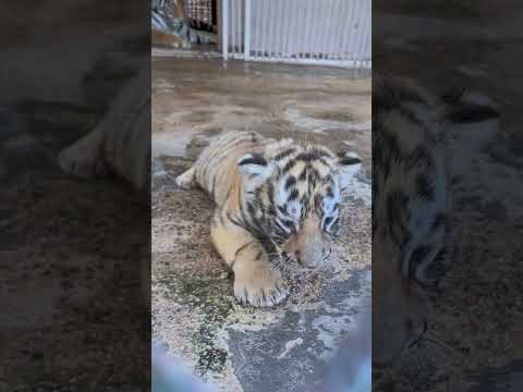 吃了排骨 讓看了壹會兒 又不讓看了！母老虎帶娃 #動物園#濮陽娜娜姐#東北虎#shorts#東北虎飼養員