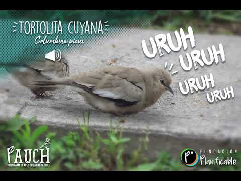 Tortolita cuyana - vocalización