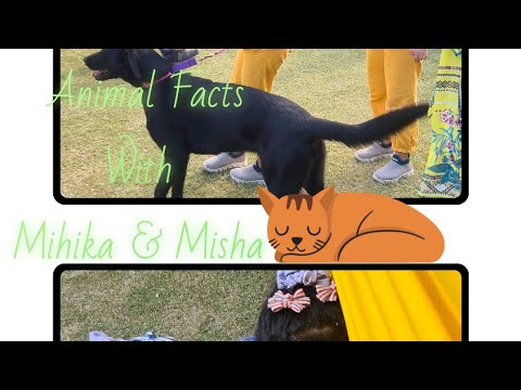 #AnimalFacts with #MihikaMisha - Here's the 1st episode about " The #elephants "