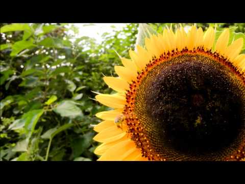 教養学科 「手のひらを太陽に」 歌：HAMORI-BE（はもりべ）
