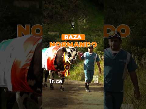 Conoce a Caramelo: El gigante Normando del campo boyacense
