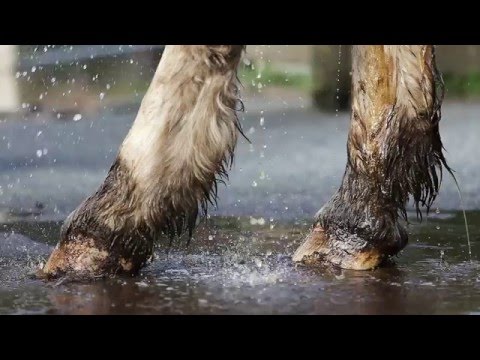 Tally-Ho Carriage Tours