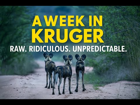 This Is Why Kruger Is the Greatest Safari on Earth | A Week In Kruger National Park #wildlife