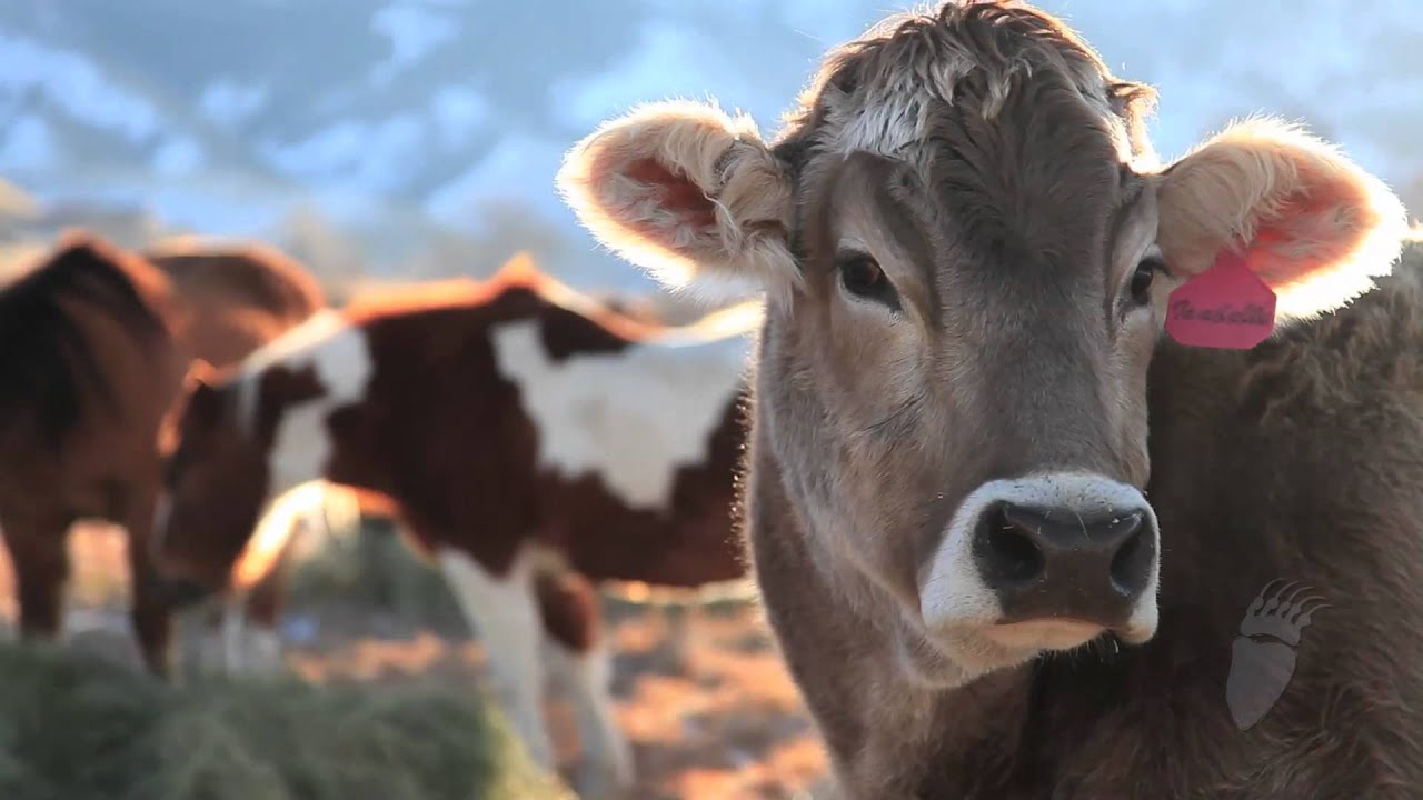 Appenzell Farm in the Bear River Heritage Area