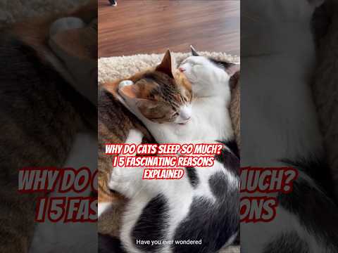 Why Do Cats Sleep So Much #catsafety #shorts