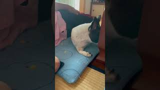 じいじに可愛がられるワンコ 　#帰省  #フレンチブルドッグ #vlog #frenchie #shorts 　　　　　　"A dog that acts spoiled with grandpa"