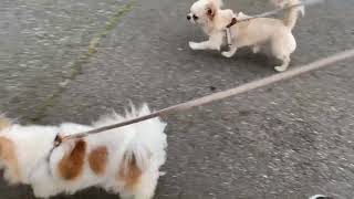 チワワのレオくんとルウくん１２～なかよくお散歩～