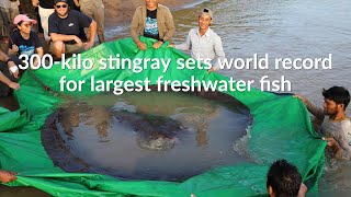 World Record: The Giant Freshwater Stingray of the Mekong