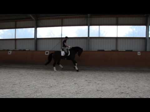 Trainingsimpressionen Duchesse de Dancier *2011 Dancier x Wolkentanz