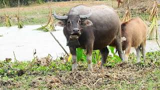 Buffaloes Relaxing, Eating, Feeding Baby.ep60