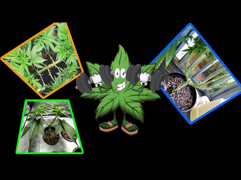 Как выращивать растения каннабиса 🪴