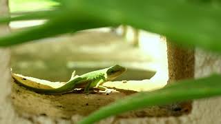 Our Friend the Green Anole Lizard.