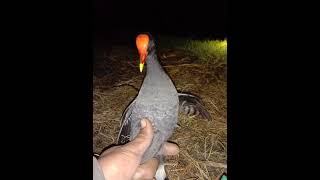 Download lagu SUARA PIKAT BURUNG MANDAR BATU JANTAN mp3 Download lagu SUARA PIKAT BURUNG MANDAR BATU JANTAN mp3