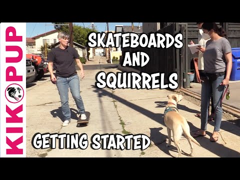 STOP Chasing animals and skateboards! - professional dog training