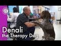 Denali the Therapy Dog