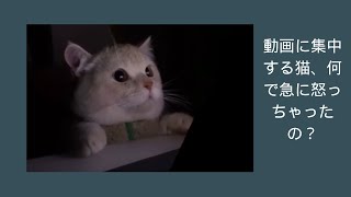 【猫おもしろ動画】動画に集中する猫、何で急に怒っちゃったの？#Shorts
